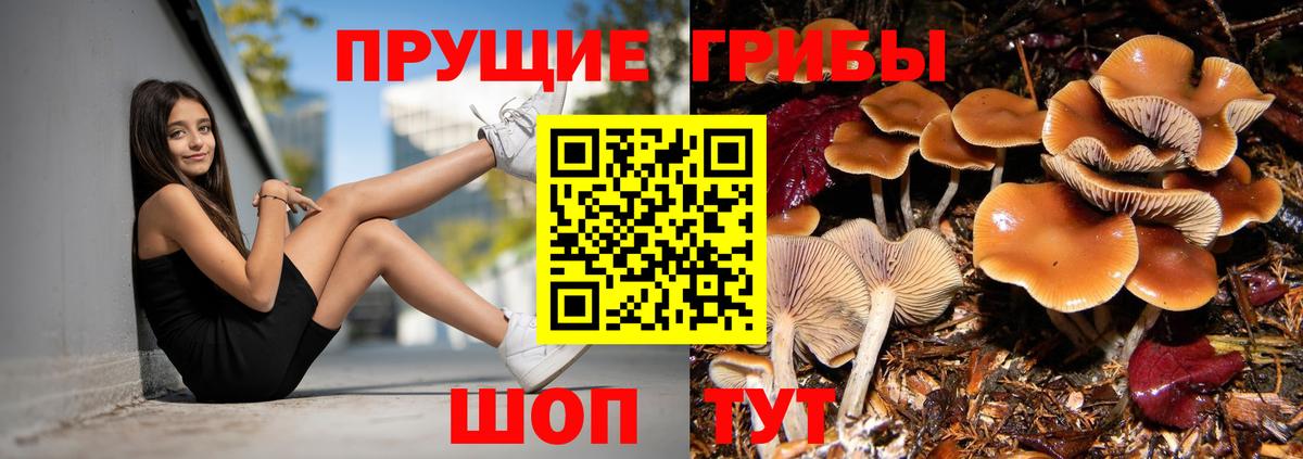 Псилоцибиновые грибы Psilocybe Белогорск